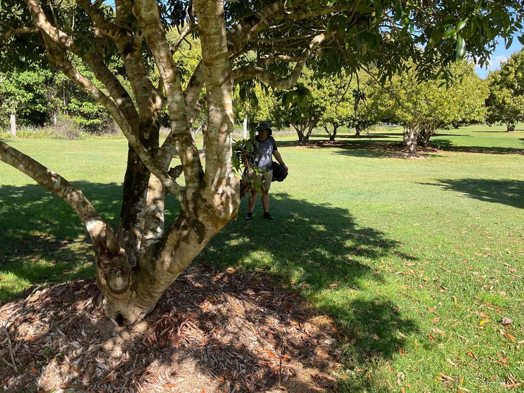 Sunshine Coast Retreat Your Own Private Golf Course Diddillibah Extérieur photo